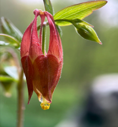 This image has an empty alt attribute; its file name is Aquilegia-canadense-1.png