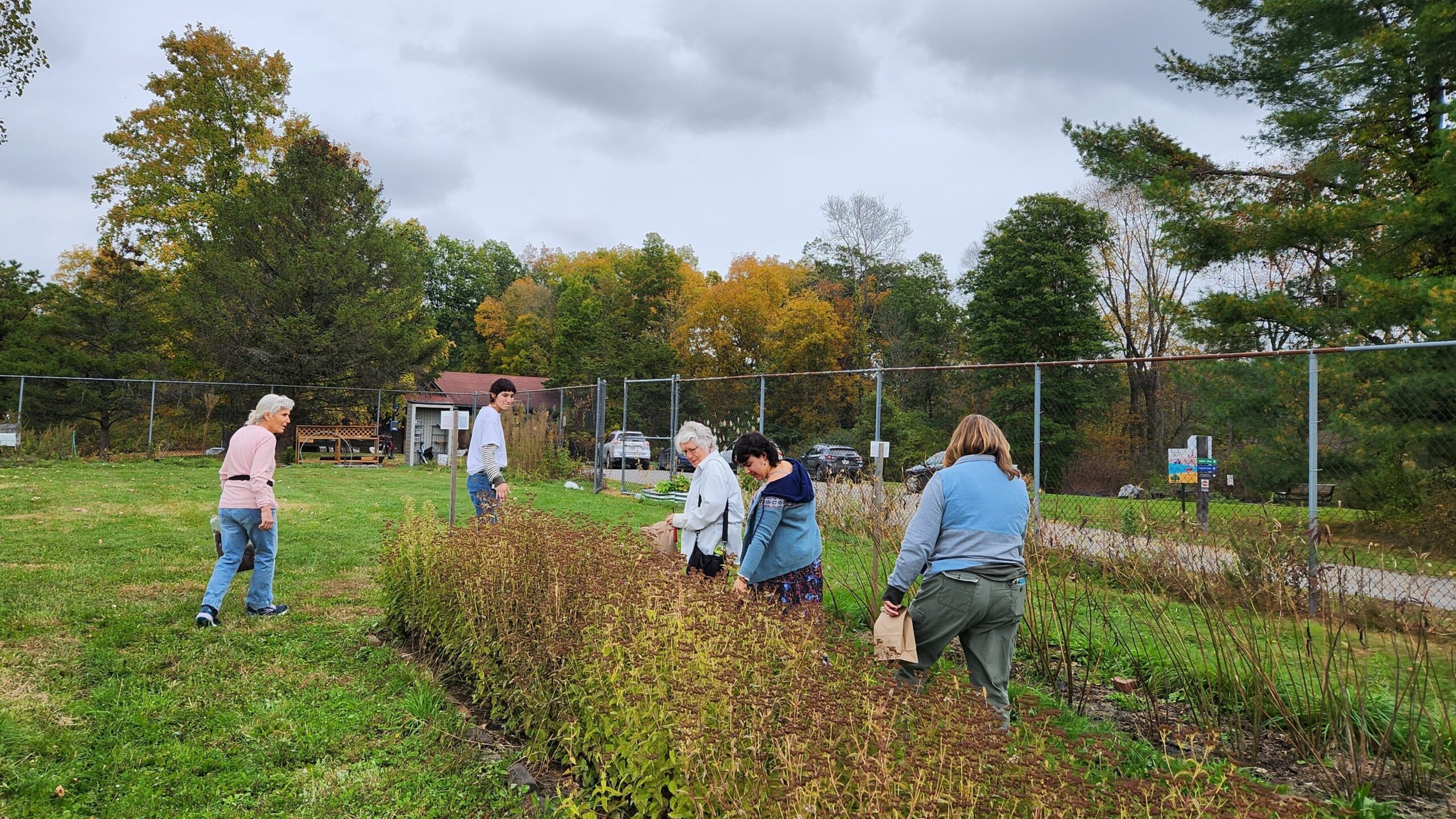 Five women observe and gather seeds from a garden plot.